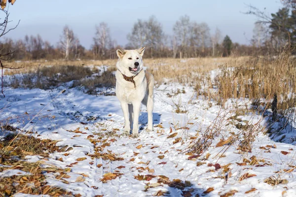 Όμορφο σκυλί ΑΚΙΤΑ Inu στο πεδίο μεταξύ πεσμένα φύλλα του φθινοπώρου και το χιόνι. — Φωτογραφία Αρχείου