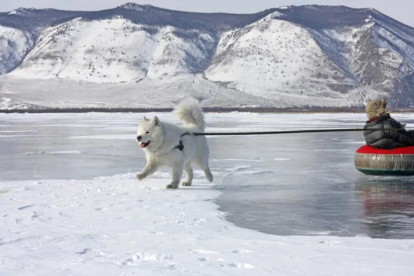 The samoyed dog on Lake Baikal sledding the child on the ice in the New Year's holiday. — Stock Photo, Image
