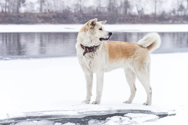 Σκυλί ΑΚΙΤΑ στην όχθη του ποταμού. — Φωτογραφία Αρχείου