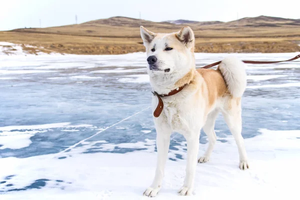 Görkemli Japonca Akita Inu Baykal Gölü buz üzerinde kışın dağlık alanda köpek. — Stok fotoğraf