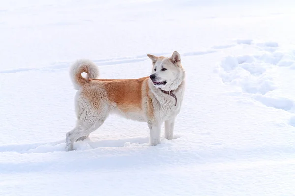 Japon Akita köpek bir rüzgârla oluşan kar yığını içinde. — Stok fotoğraf