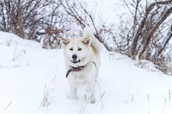 美しい犬雪の中で秋田の冬の妖狐. — ストック写真