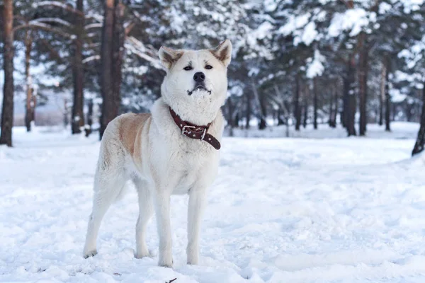 Gyönyörű kutya Akita Inu, a téli tündér erdő a téli vakáció. — Stock Fotó