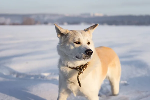 雪原に立つ日本の秋田犬の犬. — ストック写真