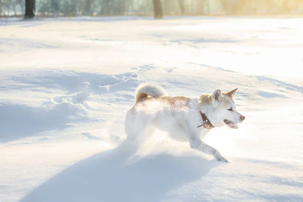 Köpek Akita Inu merdiven üstünde muhteşem günbatımı zamanını, beyaz kabarık kar. — Stok fotoğraf