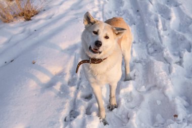 Köpek Japon Akita Inu karda günbatımında alanını akıllı.