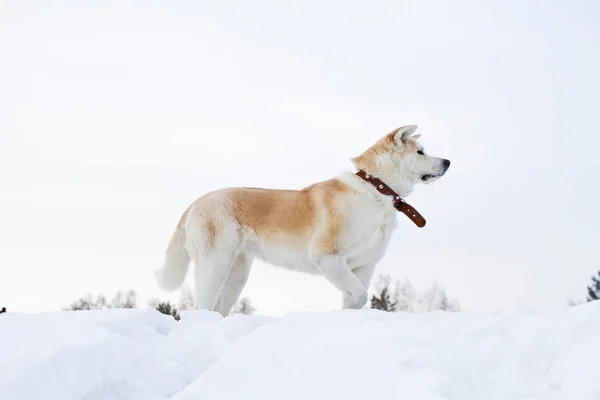 Japán Akita Inu, gyönyörű szoborszerű kutya áll profil a havas erdőben. — Stock Fotó