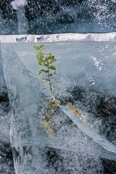 Roślina zielna Zielona zamarzło w lodzie piękna zima jezioro Bajkał. — Zdjęcie stockowe