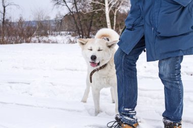 Komik köpek Japon akita Inu kışın orman sahibini yanındaki.
