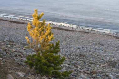 Gün batımı sırasında baharda Baykal Gölü 'nün taşlı kıyısında genç sarı-yeşil köknar ağacı.