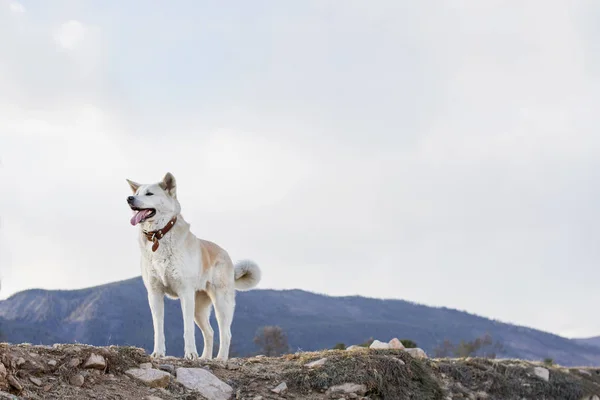 バイカル湖の岸でこの春、山を背景に舌で日本の秋田犬美しい幸せな犬. — ストック写真