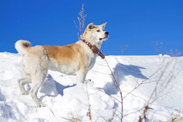 Kışın kar parlak mavi gökyüzü arka plan üzerinde güzel görkemli köpek Japon Akita Inu duruyor. — Stok fotoğraf