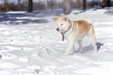 Tatlı Japon Akita Inu köpek bir kar fırtınası ve kar taneleri sırasında ormandaki karda uçmak yüzüne.