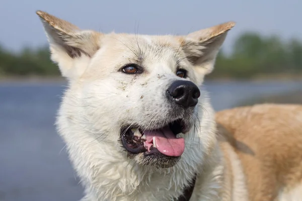 나무 배경에 얼룩진 얼굴로 여름에 강의 해변에서 열린 입 단 일본 아키타 Inu 강아지. — 스톡 사진