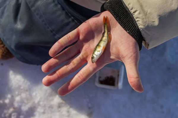 Mała okoń w ręku podczas połowów lodu na jeziorze Bajkał zimą. — Zdjęcie stockowe