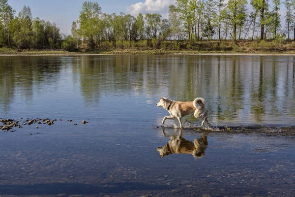 Красиві японські Акіта-іну собака прогулянки вздовж річки влітку на фоні природних і вона знаходить своє відображення у воді. Ліцензійні Стокові Фото