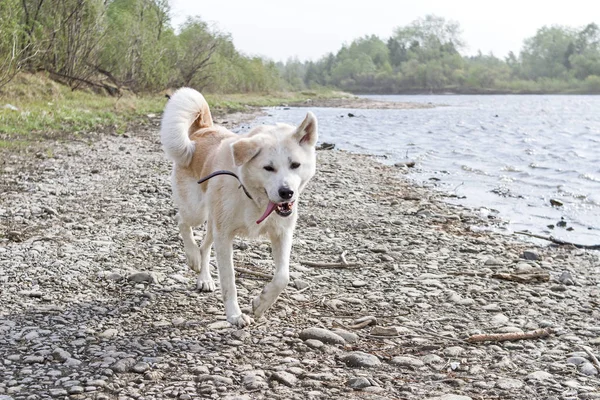 Divertido perro japonés akita inu en la orilla pedregosa del río durante una fuerte tormenta con la lengua fuera . — Foto de Stock