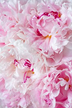 Hassas açılan mis kokulu pembe ve beyaz Şakayık çiçekleri buketi.