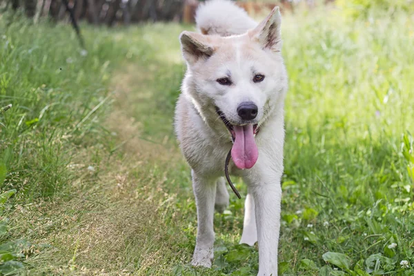 Divertido lindo perro japonés akita inu con su lengua fuera en la naturaleza en verano en un rústico fondo . — Foto de Stock