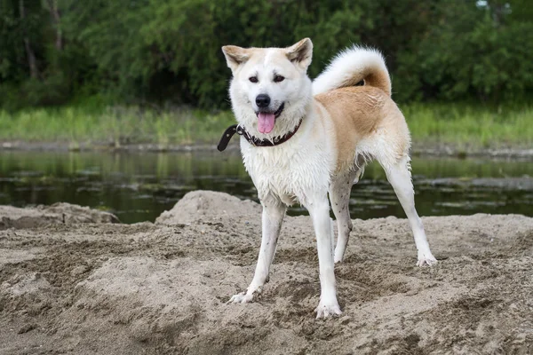 Engraçado belo cão molhado japonês Akita Inu em uma ilha de areia no rio no verão em um fundo natural . — Fotografia de Stock