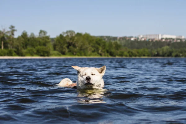 Divertido perro de razas japonesas Akita inu navega con los ojos cerrados y las orejas en diferentes direcciones en un hermoso río sobre el fondo natural en el verano . — Foto de Stock