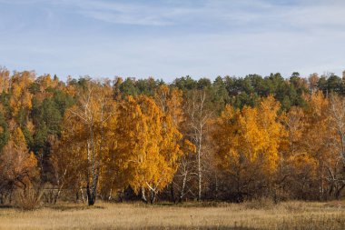 Altın ağaç ve yeşil iğne yapraklı çam ağaçları ve kurutulmuş çim sahada güneşli bir sonbahar orman.