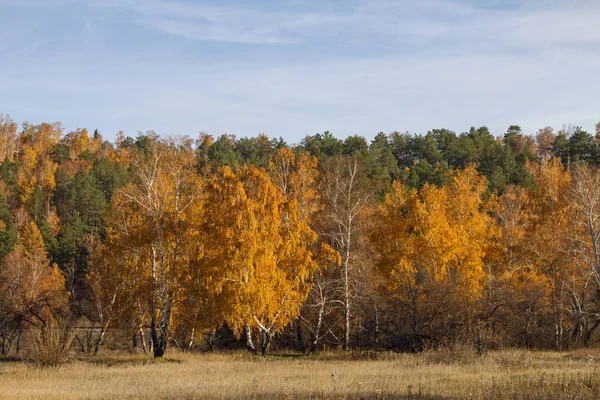 Altın ağaç ve yeşil iğne yapraklı çam ağaçları ve kurutulmuş çim sahada güneşli bir sonbahar orman.