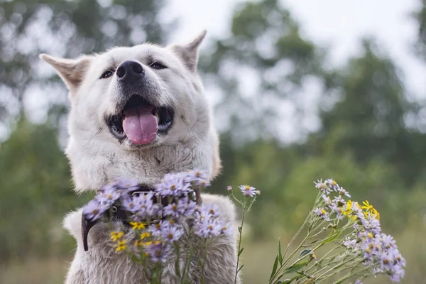 Amable perro sonriente feliz de japonés akita inu con la lengua que sobresale en el bosque en verano entre flores silvestres sobre un fondo verde natural . — Foto de Stock