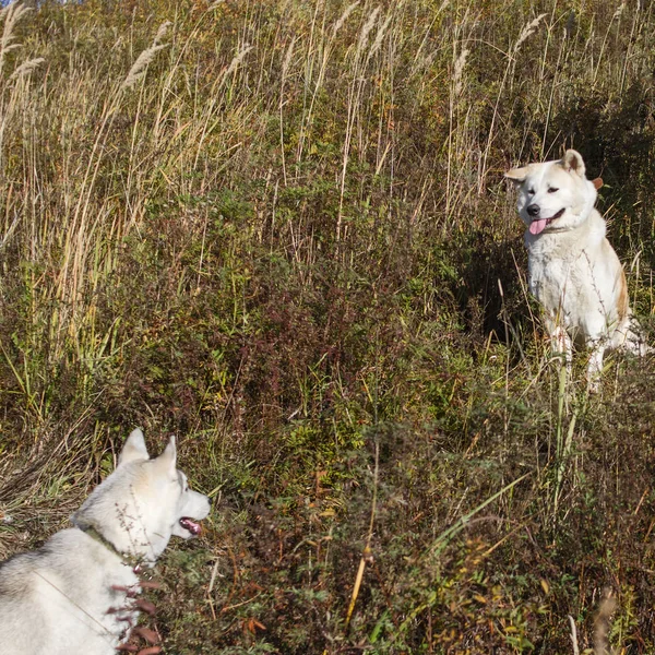 Deux beaux chiens japonais Akita Inu et Husky pour une promenade en automne . — Photo