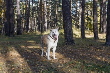 Komik köpek Japon Akita Inu ormanda ağaçların arasında yapışkanlık dışarı onun diliyle ve düşmüş duruyor sonbahar yaprakları.