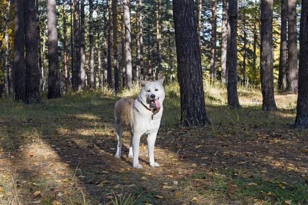 Divertido perro japonés Akita Inu se encuentra en el bosque con su lengua sobresaliendo entre los árboles y las hojas caídas en otoño . — Foto de Stock