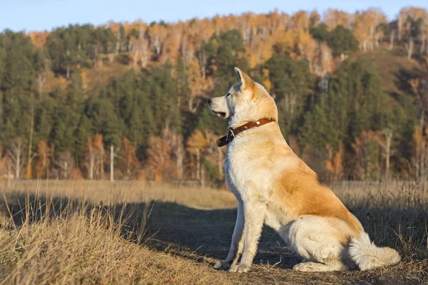 Hermoso perro de la raza japonesa akita en el campo en otoño hermoso amarillo y verde los árboles de coníferas el fondo . — Foto de Stock