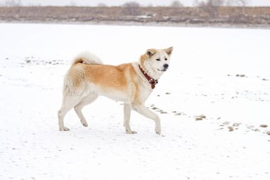 Japon Akita Inu doğurmak kar üzerinden tarafından kırsal kış kar yağışı sırasında gider.