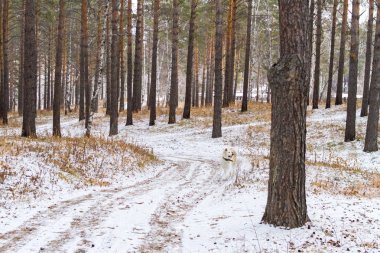 Bir ormandaki ağaçlar ve kar arasında dolambaçlı bir yol ve geç sonbaharda kuru ot boyunca Japon Akita Inu köpek yürüyor.