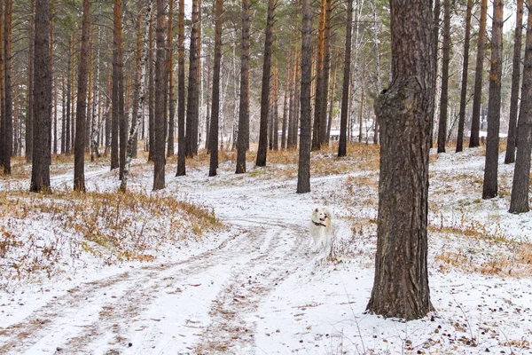 Японський Акіта-іну собака прогулянки вздовж звивистий шлях у ліс серед дерев і сніг і суха трава у пізній осіні. Стокове Зображення