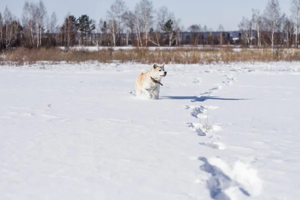 Красиві Смішні Смарт Племінні Собаки Японський Акіта Іну Стоїть Полі — стокове фото