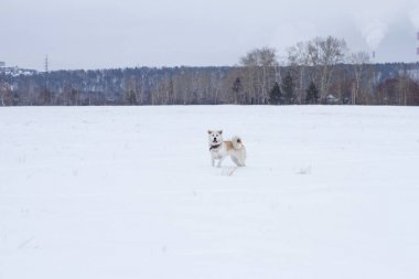 Güzel Japon akita Inu akşam doğal dağ orman arka plan üzerinde kışın karda olduğunu.