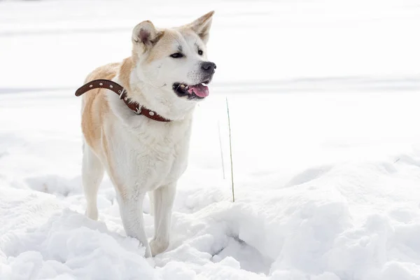 美しいスマートな犬日本の秋田犬は 雪の吹きだまりに冬の田園風景に — ストック写真