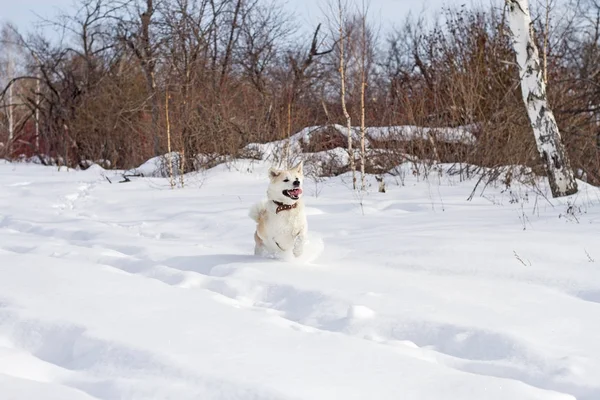 Glücklich Schöne Reinrassige Hund Japanische Akita Inu Mit Seiner Zunge — Stockfoto