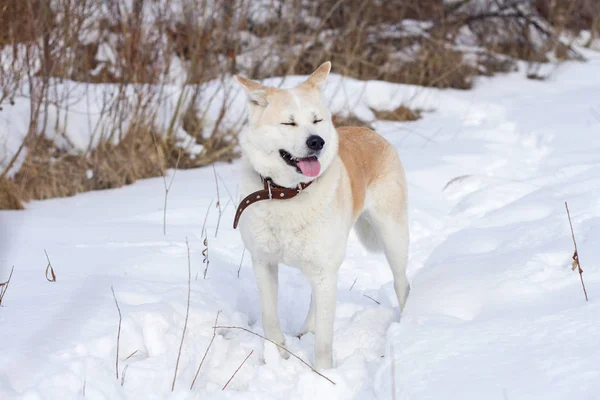甘い日本の秋田犬犬は目を閉じ 雪と雪の背景に乾いた草の間で冬の森の中では舌を突き出して — ストック写真