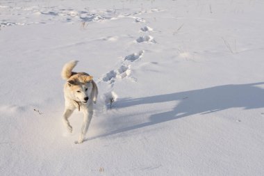 Sportif kırmızı köpek Japon Akita Inu en temiz snowfield parlak güneşli kış günde Sibirya'da çalışır.