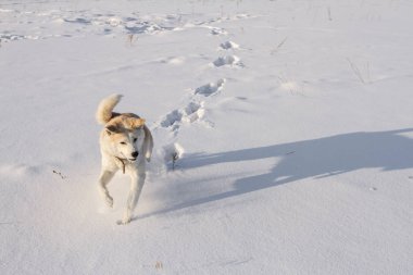 The sporting red dog Japanese Akita Inu runs along the cleanest snowfield in a bright sunny winter day in Siberia. clipart
