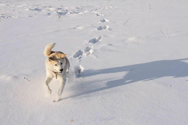 Спортивних Червоний Собаки Японський Акіта Іну Проходить Вздовж Найчистіших Snowfield Стокова Картинка