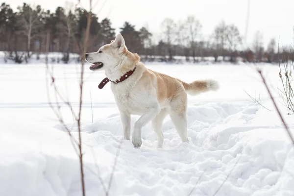 Komik Eğlenceli Güzel Kızıl Saçlı Japon Akita Inu Köpek Ile — Stok fotoğraf