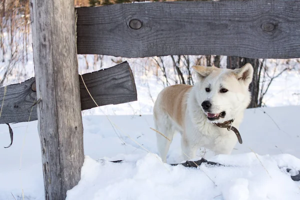 大きな吹きだまりの間で森林の冬に日本の秋田犬赤髪スマート犬が村の木製フェンスの近くです — ストック写真