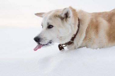 Smart beautiful dog Japanese Akita Inu eats snow with his tongue sticking out in winter in the winter outside the city on a dull sky background. clipart