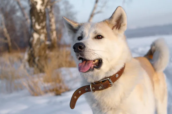 聪明漂亮纯种红狗日本秋田犬在一个皮革衣领是在冬天在森林中的雪 干燥的草和桦树在高地 — 图库照片