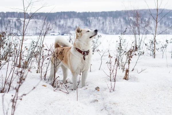 美しい知的な犬日本の秋田犬は目を閉じて雪に覆われたフィールドで 落とされた葉を持つ低木の中で 山を背景に空気の手引き — ストック写真