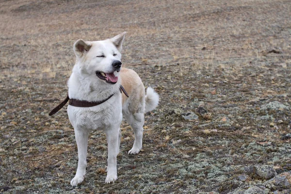 素敵なような美しい目を閉じ 革のハーネスのオープンジョーで理性的な犬日本秋田犬品種はバイカル湖の岸コケや乾いた草の間で春の初めの — ストック写真