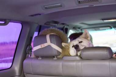Komik şirin köpek Akita Inu doğurmak lüks otomobillerin deri arka koltukta saçma doğada yağmur sırasında oturur.